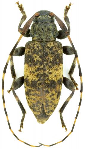 Leiopus linnei